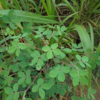 Chamaecrista absus (L.) H.S.Irwin & Barneby